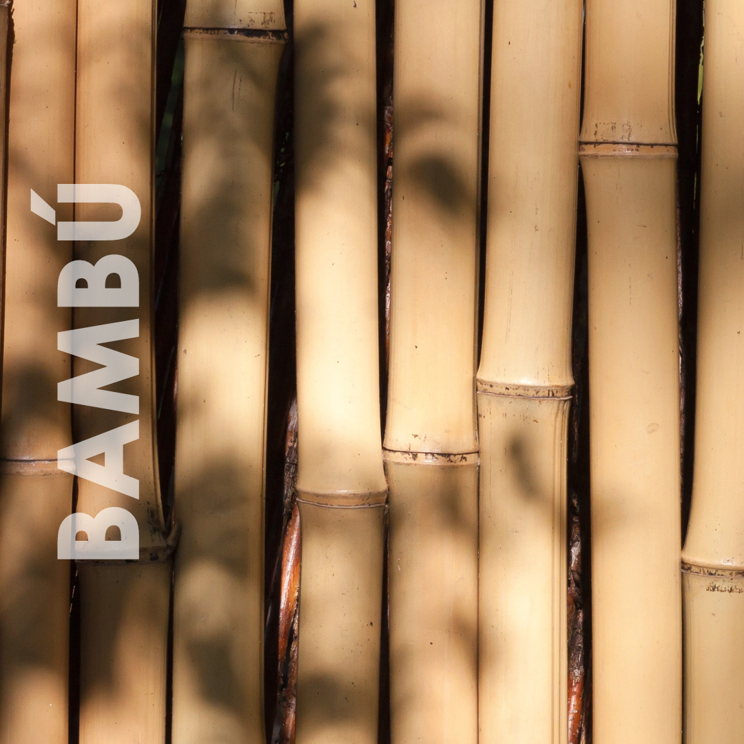 Bambú