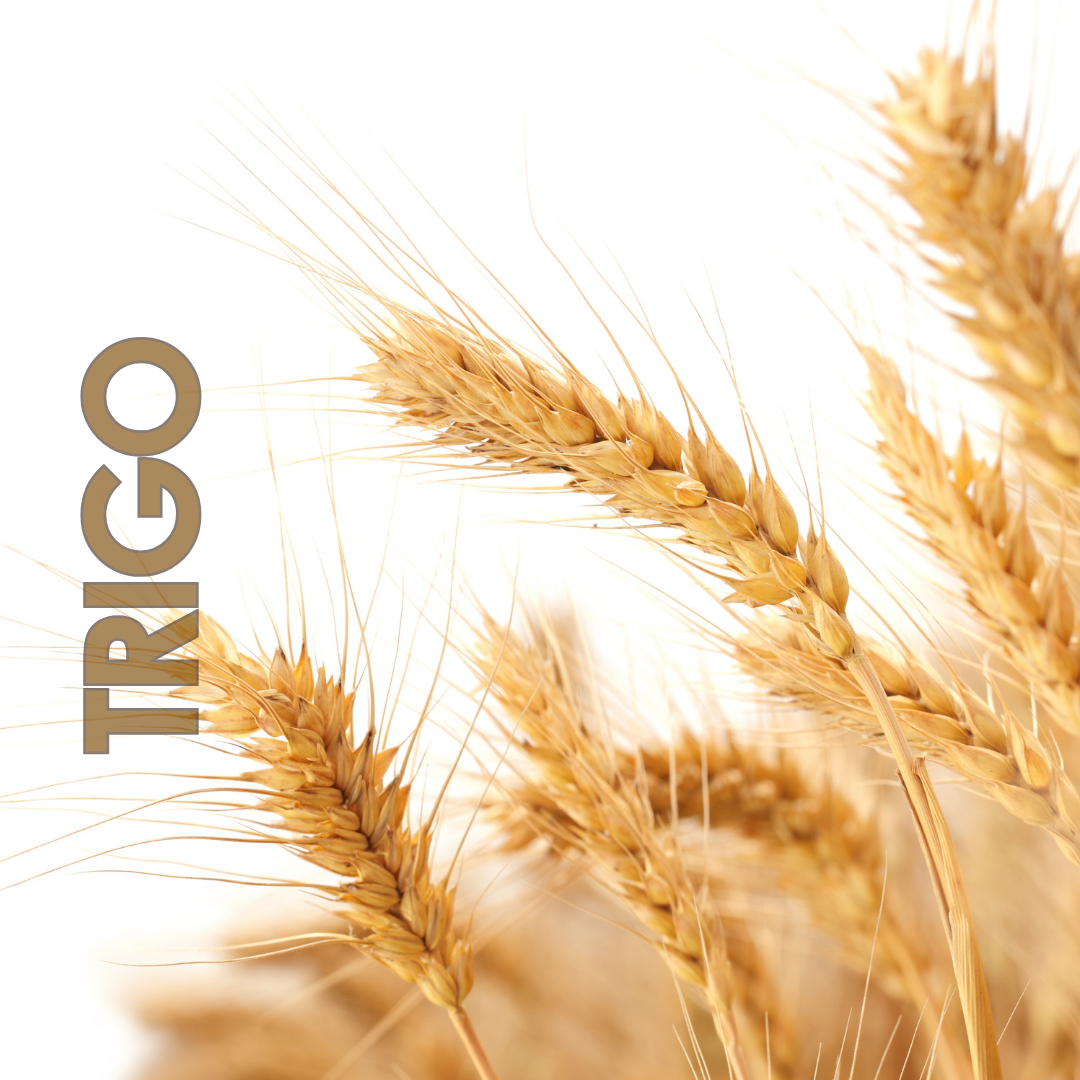 Trigo