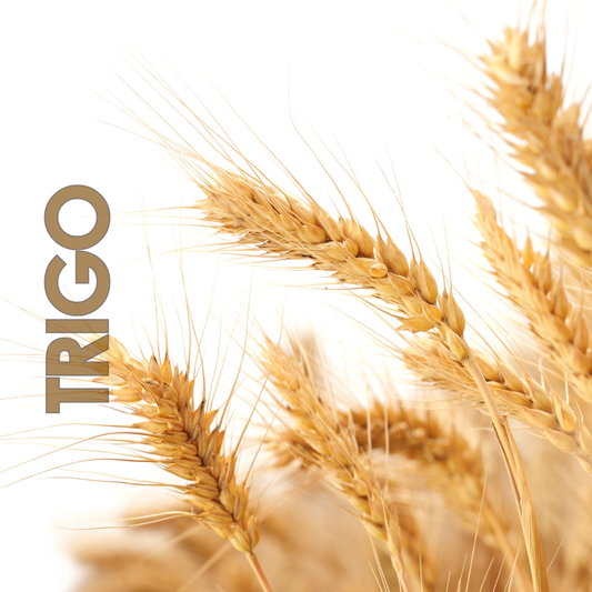 Trigo