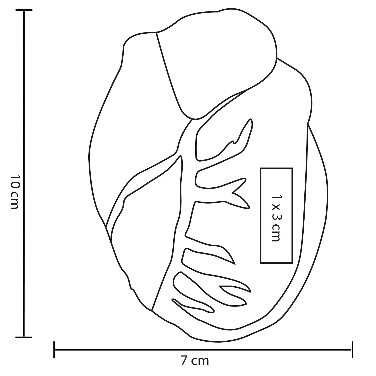 vector